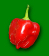 Habanero Red Savina